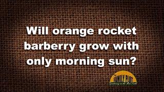 Q&A – Will orange rocket barberry grow with only morning sun?