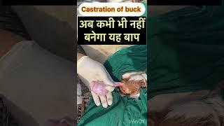 Castration of buck l Dr umar khan