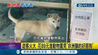 中國"五一奇觀"! 花89元進動物園見"非洲獅的好朋狗" 動物園看見"羊.雞.狗"遊客火大 網酸農家樂轉行?｜記者 楊駿宗｜【國際大現場】20230505｜三立新聞台