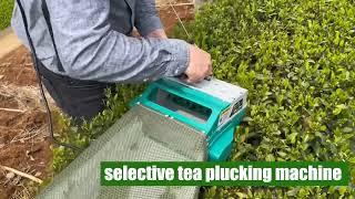 selective tea plucking machine