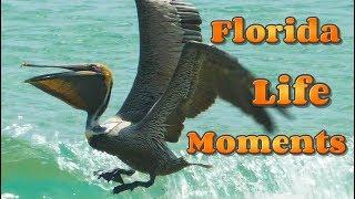 Florida Life Moments / Pelican / Fort Lauderdale Beach