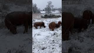 Total grazing stockpiled fescue under a foot of snow and freezing rain