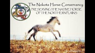 Anna Twinney restores "Vanishing Knowledge" with Frank Kuntz & the Nokota Wild Horse Conservancy