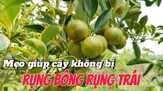 EP 124 : Cây trồng sẽ không còn bị rụng bông , rụng trái khi làm theo mẹo này.