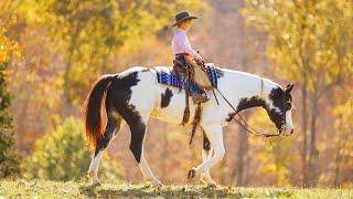 “Silverado” APHA Gelding, super safe ranch and trail horse!