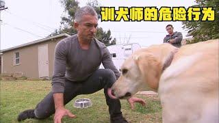 狗语者：国外训犬师的危险行为，没有这种实力请不要轻易尝试。