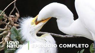 Micro DEPREDADORES Nacidos para MATAR | Especies Mortales Episodio 2 | Love Nature 