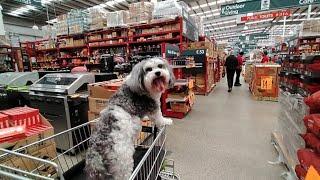 Shihtzu Dog, Trolley ride at  Bunnings.