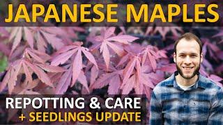 Japanese Maple Seedling Update + When to Re-pot New Maple Seedlings