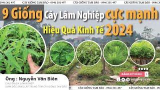 9 Giống Cây Lâm Nghiệp Hiệu Quả Kinh Tế CỰC MẠNH 2024