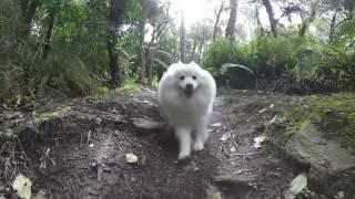 Koda exploring Huka Falls