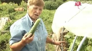 Редкая посадка огурцов. Урожайные грядки
