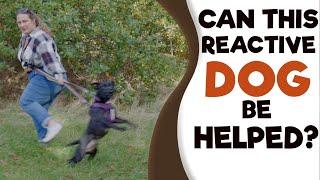 How to STOP Dog Aggression to Dogs/People