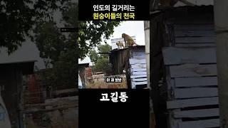 원숭이 천국, 인도의 길거리