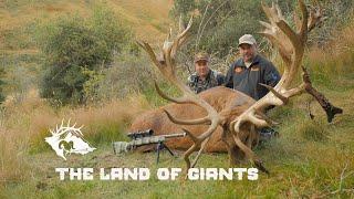 Giant Stag in New Zealand