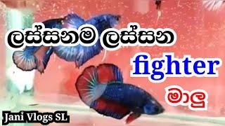 ලස්සනම ලස්සන Fighter මාලු - Betta Fish - Jani Vlogs SL