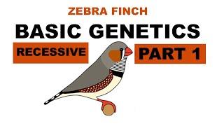 ZEBRA FINCH BASIC GENETICS PART 1 - ENG SUB