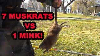 1 Mink vs 7 Muskrats in 1 Burrow!!!