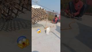 kabutar ko pakad liya  #pigeon #kabutar #birds #trending #shortsfeed #shorts