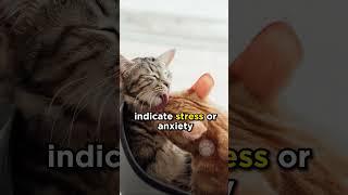 Why does your cat lick you? #cats