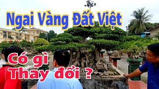 Ngai Vàng Đất Việt có gì thay đổi trong vườn Nam Lê ?