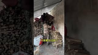 鑫鑫在家乡