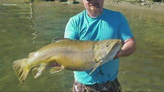 24-pound tiger trout caught in Loon Lake