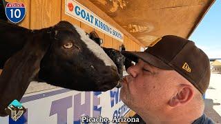 Exploring the Rooster Cogburn Ostrich Ranch in Picacho, Arizona - The Darndest Place You'll Visit