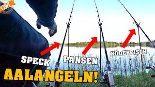 Angeln auf AAL mit Pansen, Speck, Wurm und Köderfisch! OSA in Mission Aalangeln