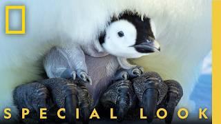 Emperor Penguin Mom Reunites with Family | Secrets of the Penguins | National Geographic