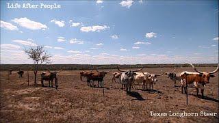 Life After People - Texas Longhorn Steer