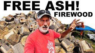 SPLITTING SOME GREAT FREE ASH ROUNDS FOR FIREWOOD!