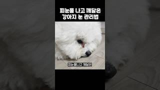 여러분은 절대 강아지 피눈물 보지 마세요ㅜ