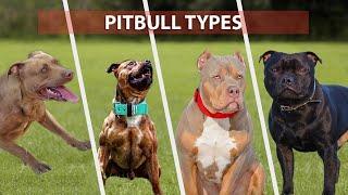 AVG News PitBulls Podcast