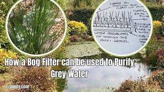 Using a Bog Filter to Purify Grey Water