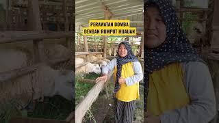 CARA MERAWAT DOMBA SEHARI HARI #yearofyou #domba #peternakbojonegoro