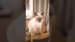 Kitten Trouble #shorts #cats #catvideos #kitten #pets #baby