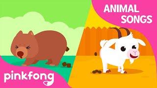 Peek-A-Poo, Peek-A-Boo! | Animal Songs | Learn Animals | Pinkfong Animal Songs for Children