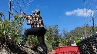 Spring Farm Cleanup: Clearing the Old Cattle Panel Area & Moving to the Passionvine Tunnel