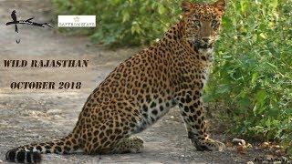 Wild Rajasthan Safari Expedition: October 2018- Wilderlust Expeditions- Jhalana & Ranthambore