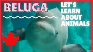 Learn About Beluga Whales: Educational Video / ESL Listening Lesson - Iconic Canadian Animals