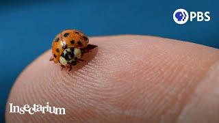 Pssst: Ladybugs Have a Killer Secret