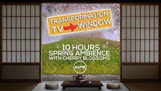 Spring ambience with cherry blossom | birds chirping, wind chimes, stream sounds | Ken Ambience