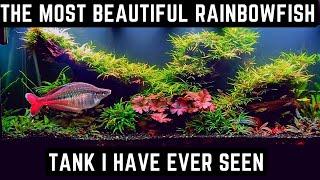 THE MOST BEAUTIFUL RAINBOWFISH TANK I'VE EVER SEEN! MASSIVE PLANTED 220 GALLON AQUARIUM!