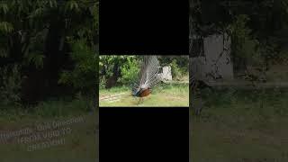 Peacock