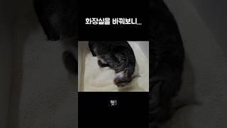 처음 본 고양이 반응‼️ #shorts