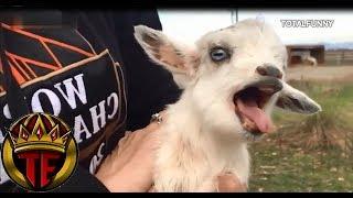 Videos Para Morirse De La Risa (Cabras) | Funny Videos Fails Compilation