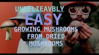 From Dried to Delicious: Growing Mushrooms from Dehydrated Mushrooms