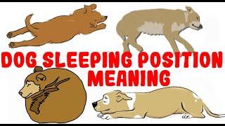 What Your Dog's Sleeping Position Reveals About Their Personality, Health and Character