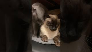 Russian blue cat takes care of his siamese brother #music #piano #lyrics #cat #kittenmusic #kitten